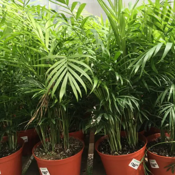 Moonshine Snake Plant (Sansevieria 'Moonshine') (Various Sizes) -  Tropicals/Houseplants - Image 24