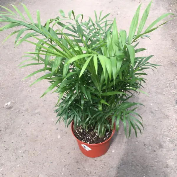 Moonshine Snake Plant (Sansevieria 'Moonshine') (Various Sizes) -  Tropicals/Houseplants - Image 22
