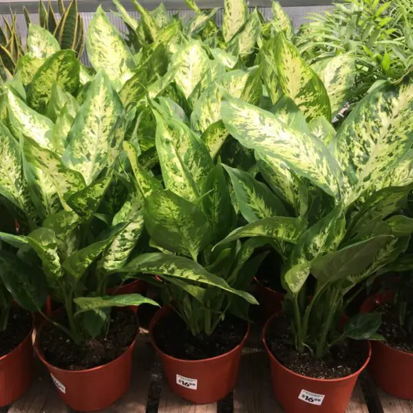 Moonshine Snake Plant (Sansevieria 'Moonshine') (Various Sizes) -  Tropicals/Houseplants - Image 21