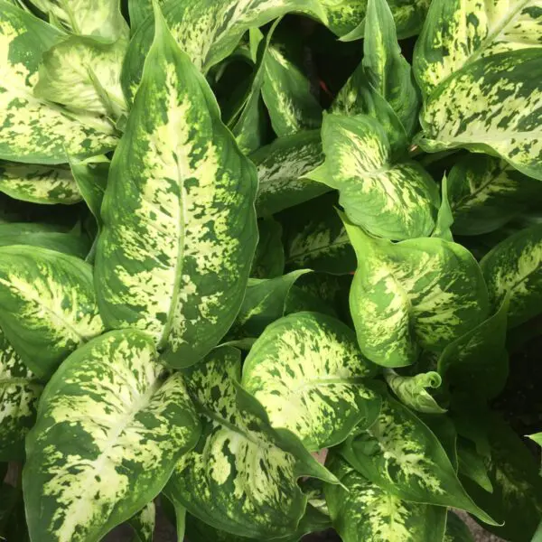 Moonshine Snake Plant (Sansevieria 'Moonshine') (Various Sizes) -  Tropicals/Houseplants - Image 20