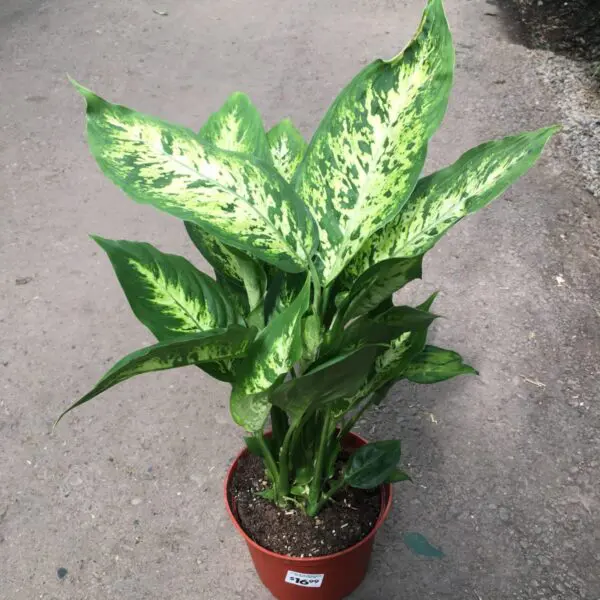 Moonshine Snake Plant (Sansevieria 'Moonshine') (Various Sizes) -  Tropicals/Houseplants - Image 19