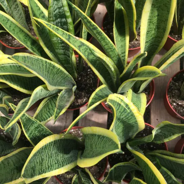Moonshine Snake Plant (Sansevieria 'Moonshine') (Various Sizes) -  Tropicals/Houseplants - Image 17
