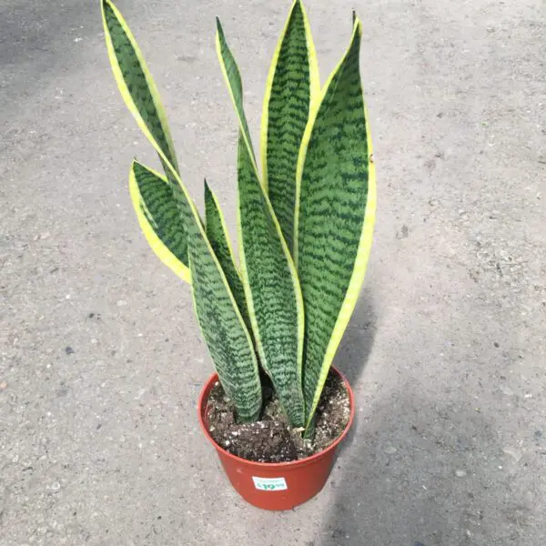 Moonshine Snake Plant (Sansevieria 'Moonshine') (Various Sizes) -  Tropicals/Houseplants - Image 16
