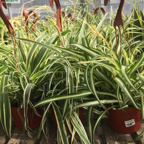 Moonshine Snake Plant (Sansevieria 'Moonshine') (Various Sizes) -  Tropicals/Houseplants - Image 15