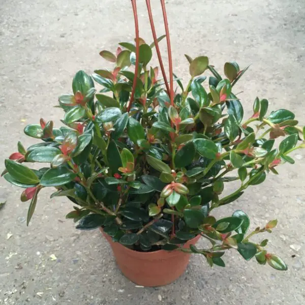 Hanging Goldfish Plant (Nematanthus Cheerio) 6" -  Tropicals/Houseplants - Image 2