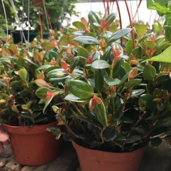 Hanging Goldfish Plant (Nematanthus Cheerio) 6" -  Tropicals/Houseplants