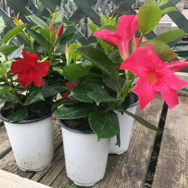 Mandevilla Vines (Red or Pink) - Image 2