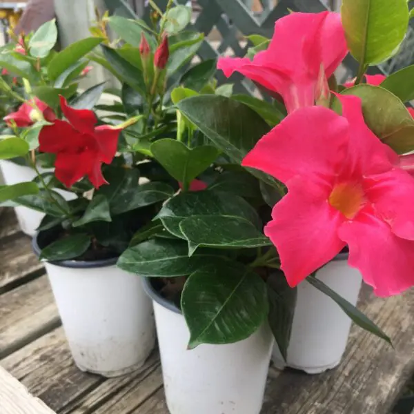 Mandevilla Vines (Red or Pink)