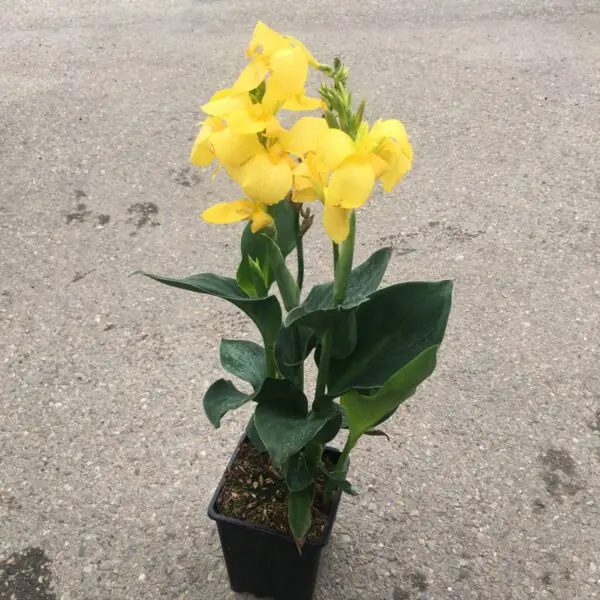 Canna Lily (Assorted) - Image 5