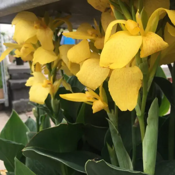 Canna Lily (Assorted) - Image 4