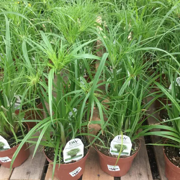 Prince Tut Ornamental Grass