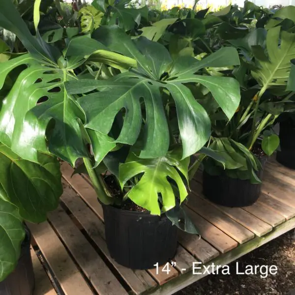 Monstera Deliciosa (Swiss Cheese Plant) - Image 7