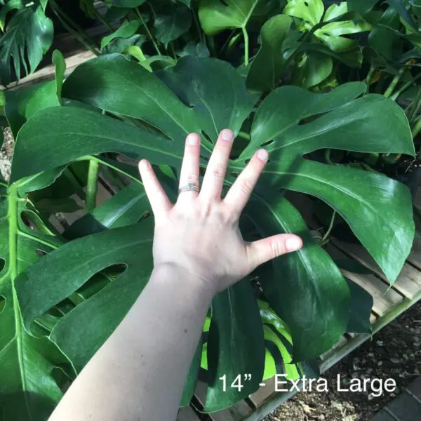 Monstera Deliciosa (Swiss Cheese Plant) - Image 8