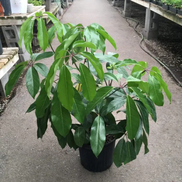 Schefflera 'Amate' (Umbrella Tree) (10" Pot) - Tropicals/Houseplants - Image 4