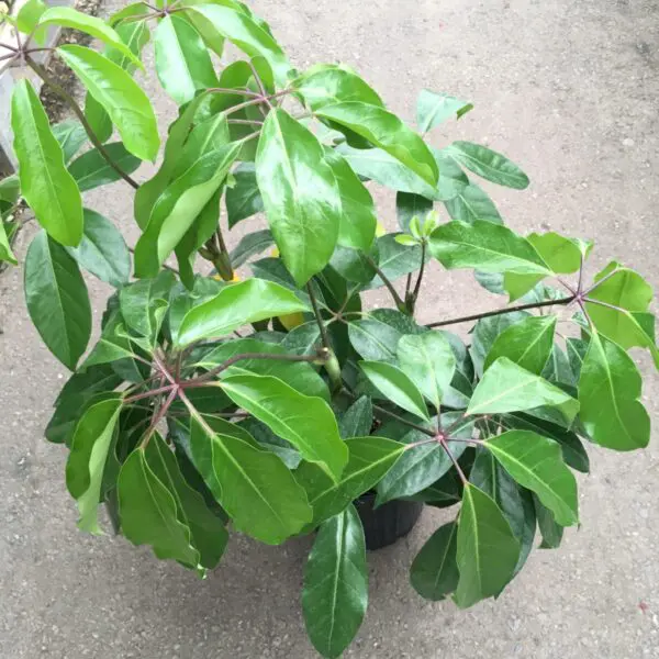Schefflera 'Amate' (Umbrella Tree) (10" Pot) - Tropicals/Houseplants - Image 3
