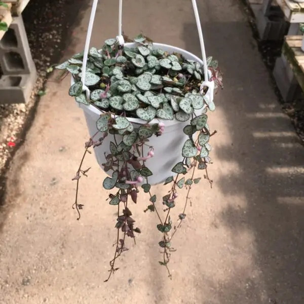 String of Hearts (Ceropegia Woodii) - Tropicals & Houseplants