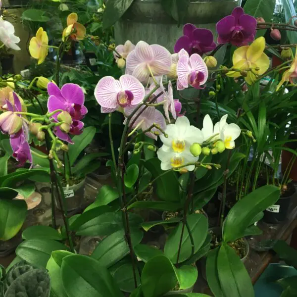 Orchid (Assorted Colours) - Tropicals & Houseplants - Image 8