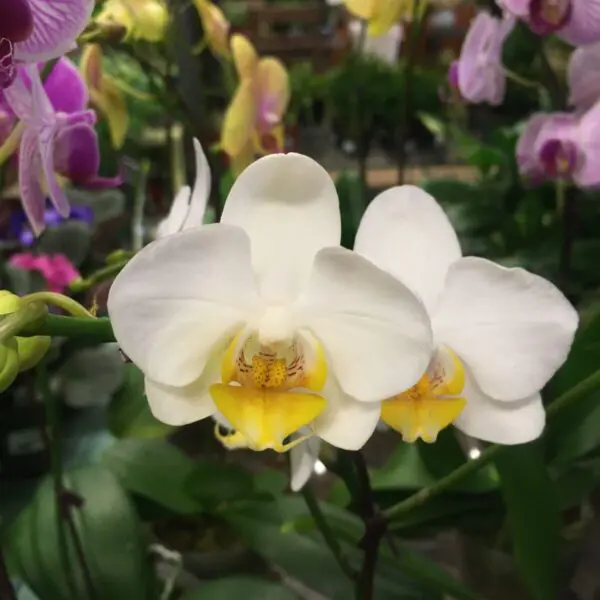 Orchid (Assorted Colours) - Tropicals & Houseplants - Image 7