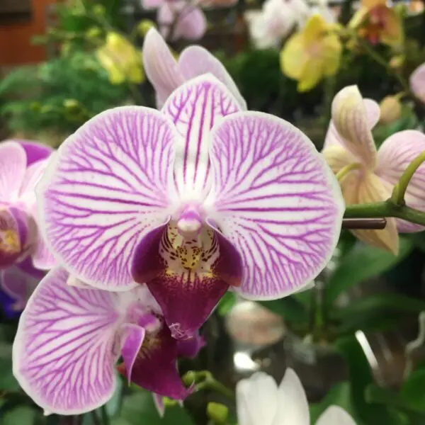 Orchid (Assorted Colours) - Tropicals & Houseplants - Image 6