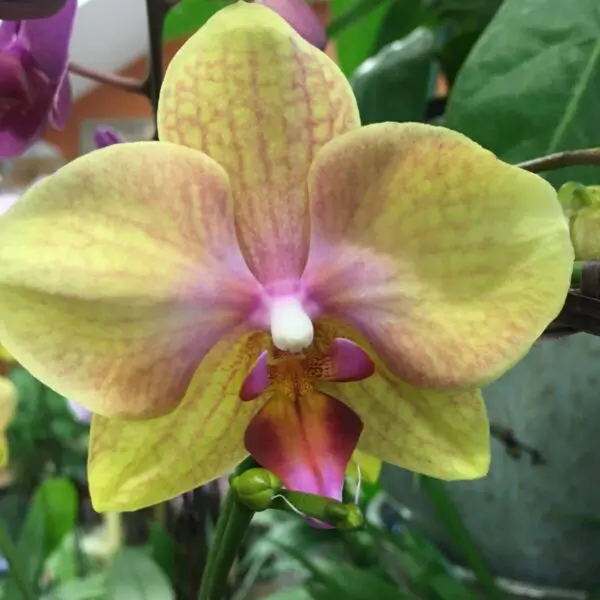 Orchid (Assorted Colours) - Tropicals & Houseplants - Image 5