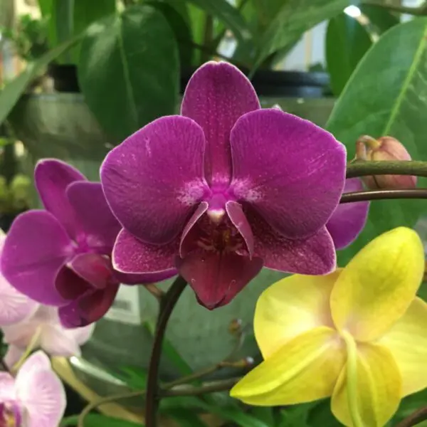 Orchid (Assorted Colours) - Tropicals & Houseplants - Image 4