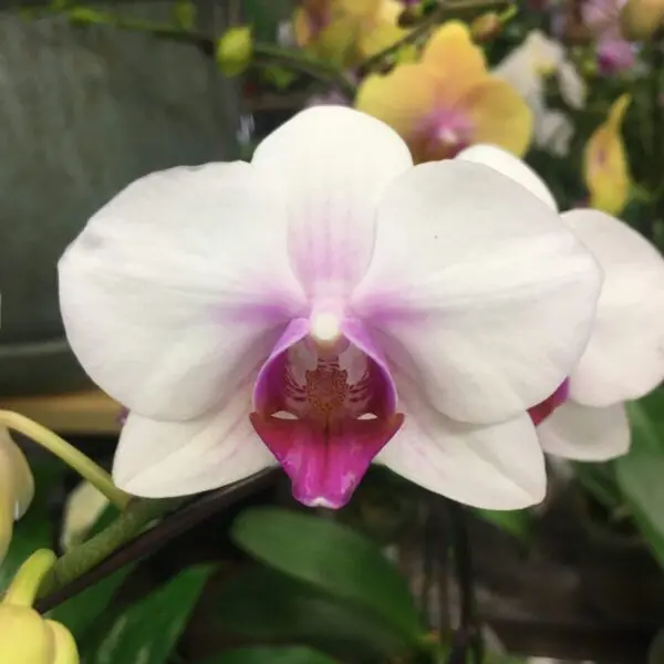 Orchid (Assorted Colours) - Tropicals & Houseplants - Image 3
