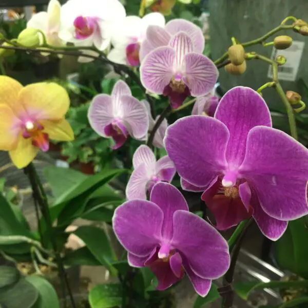 Orchid (Assorted Colours) - Tropicals & Houseplants