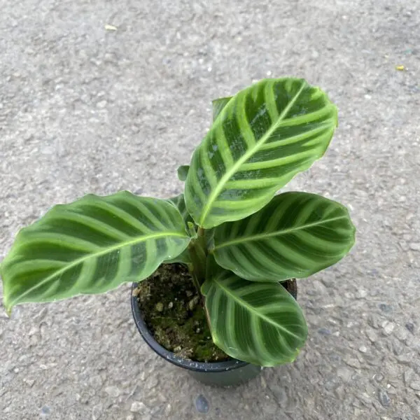Calathea Zebrina - Tropicals/Houseplants - Image 5