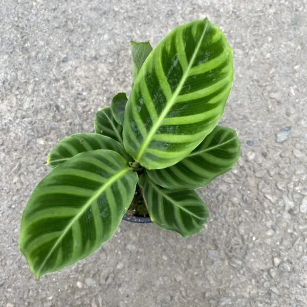 Calathea Zebrina - Tropicals/Houseplants - Image 4