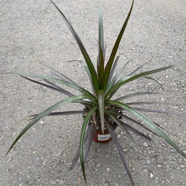 Dragon Tree 'Marginata' Bicolor (Dracaena Marginata) - Tropicals & Houseplants - Image 4