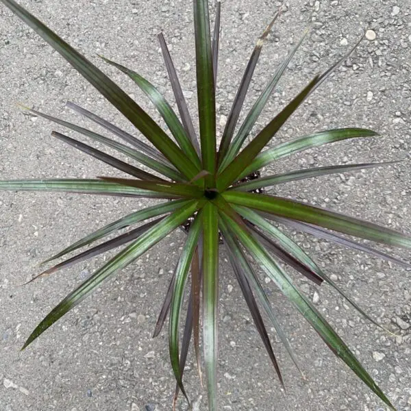 Dragon Tree 'Marginata' Bicolor (Dracaena Marginata) - Tropicals & Houseplants - Image 3