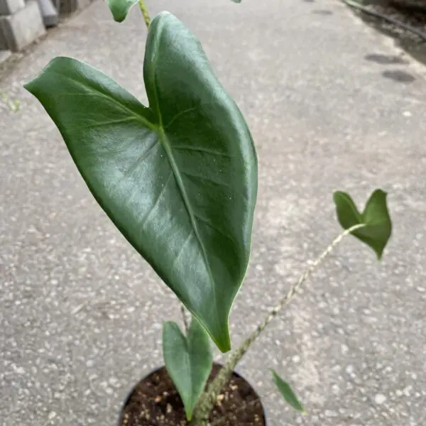 Dragon Tree 'Marginata' Bicolor (Dracaena Marginata) - Tropicals & Houseplants - Image 10