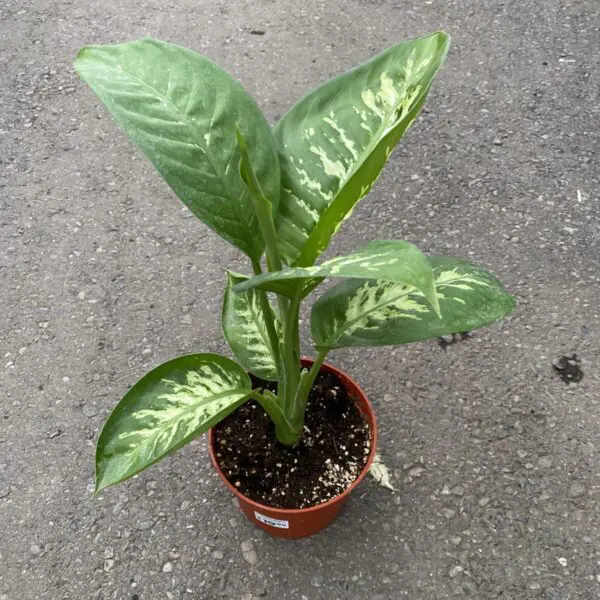 Dieffenbachia 'Snow' - Image 2