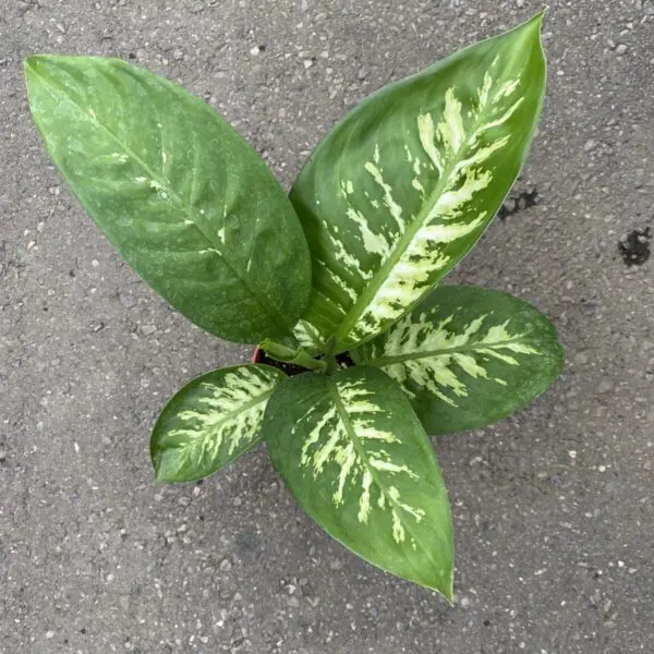 Dieffenbachia 'Snow'