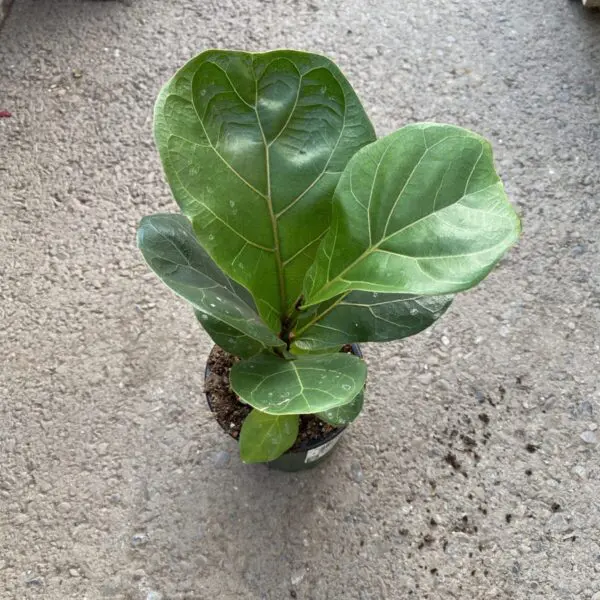 Fiddle Leaf Fig (Ficus Lyrata) (Various Sizes) - Tropicals/Houseplants - Image 9