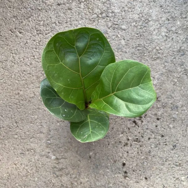 Fiddle Leaf Fig (Ficus Lyrata) (Various Sizes) - Tropicals/Houseplants - Image 8