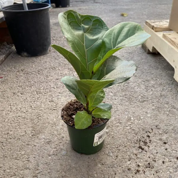 Fiddle Leaf Fig (Ficus Lyrata) (Various Sizes) - Tropicals/Houseplants - Image 10