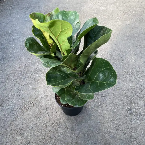 Fiddle Leaf Fig (Ficus Lyrata) (Various Sizes) - Tropicals/Houseplants - Image 11