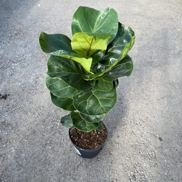 Fiddle Leaf Fig (Ficus Lyrata) (Various Sizes) - Tropicals/Houseplants - Image 12