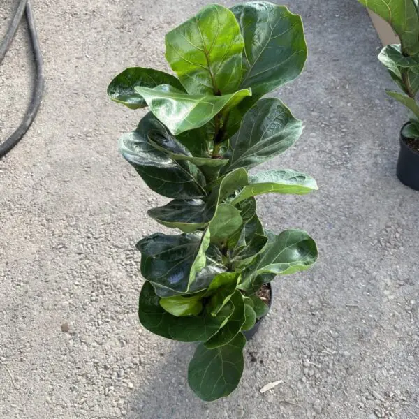 Fiddle Leaf Fig (Ficus Lyrata) (Various Sizes) - Tropicals/Houseplants - Image 13