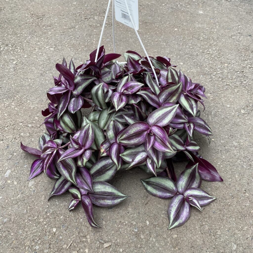 Purple Inch Plant (Tradescantia Zebrina) › Anything Grows