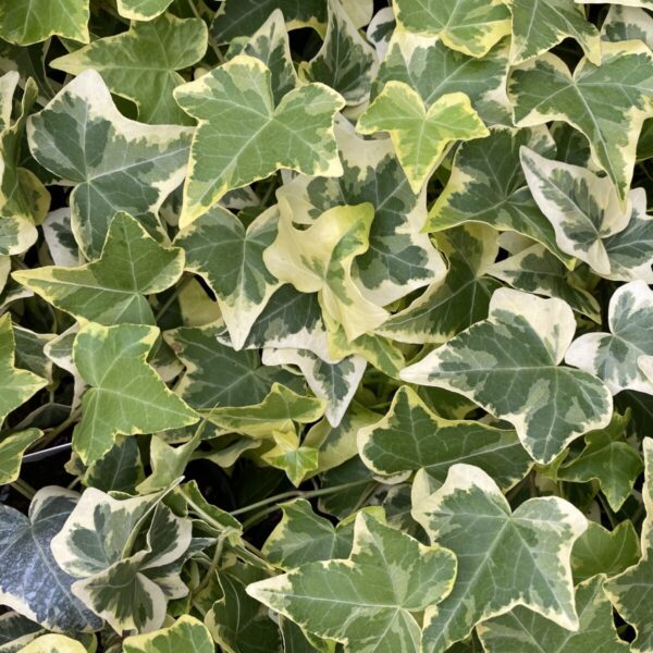 English Ivy (Green or Variegated) (Hedera Helix) - Image 3