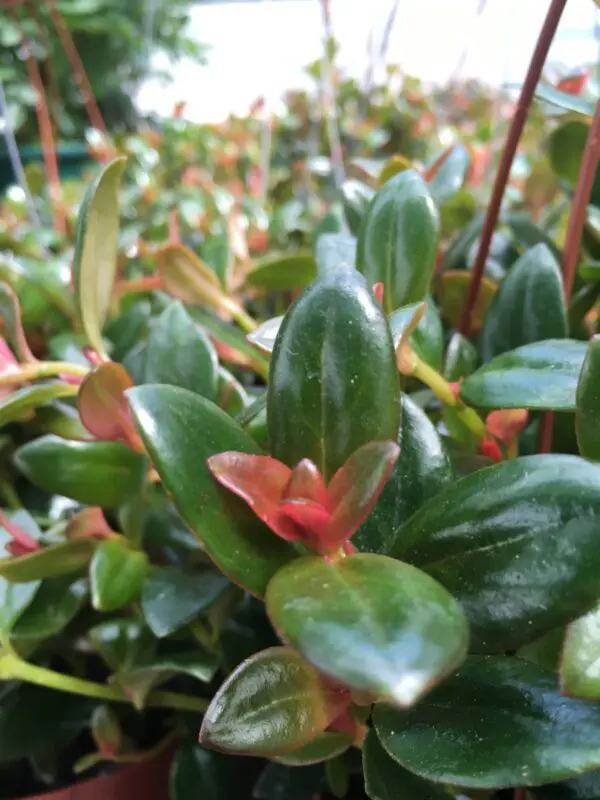Hanging Goldfish Plant (Nematanthus Cheerio) 6" -  Tropicals/Houseplants - Image 3