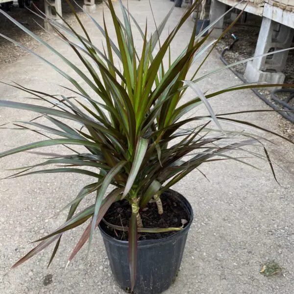 Dragon Tree 'Marginata' Bicolor (Dracaena Marginata) - Tropicals & Houseplants - Image 5