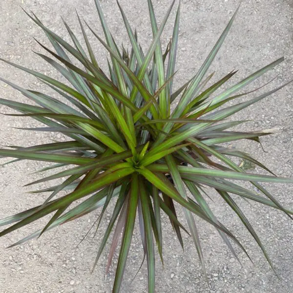 Dragon Tree 'Marginata' Bicolor (Dracaena Marginata) - Tropicals & Houseplants - Image 6