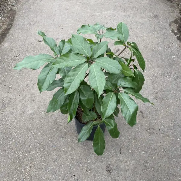 Schefflera 'Amate' (Umbrella Tree) (10" Pot) - Tropicals/Houseplants - Image 2