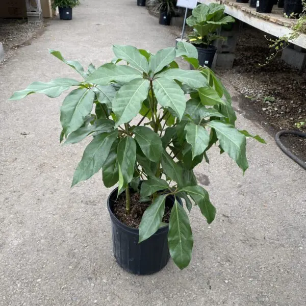 Schefflera 'Amate' (Umbrella Tree) (10" Pot) - Tropicals/Houseplants