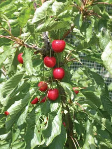 Juliet Cherry Tree - Trees & Shrubs