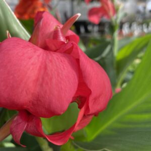 Canna Lily (Assorted)- Flowering Annuals (Sun)