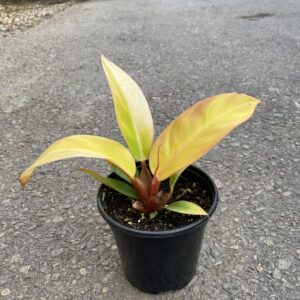 Philodendron ‘Prince of Orange’ (Philo Hybrid) – Tropicals/Houseplants